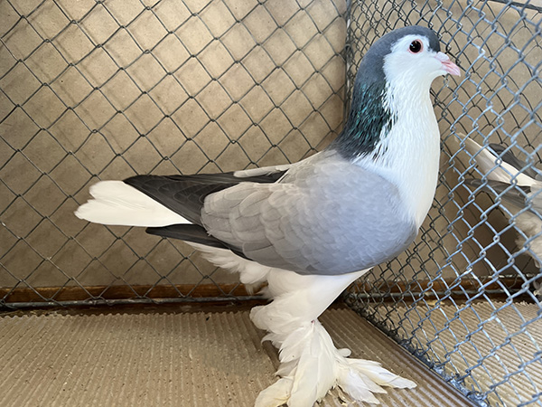 Lahore Blau ohne Binden